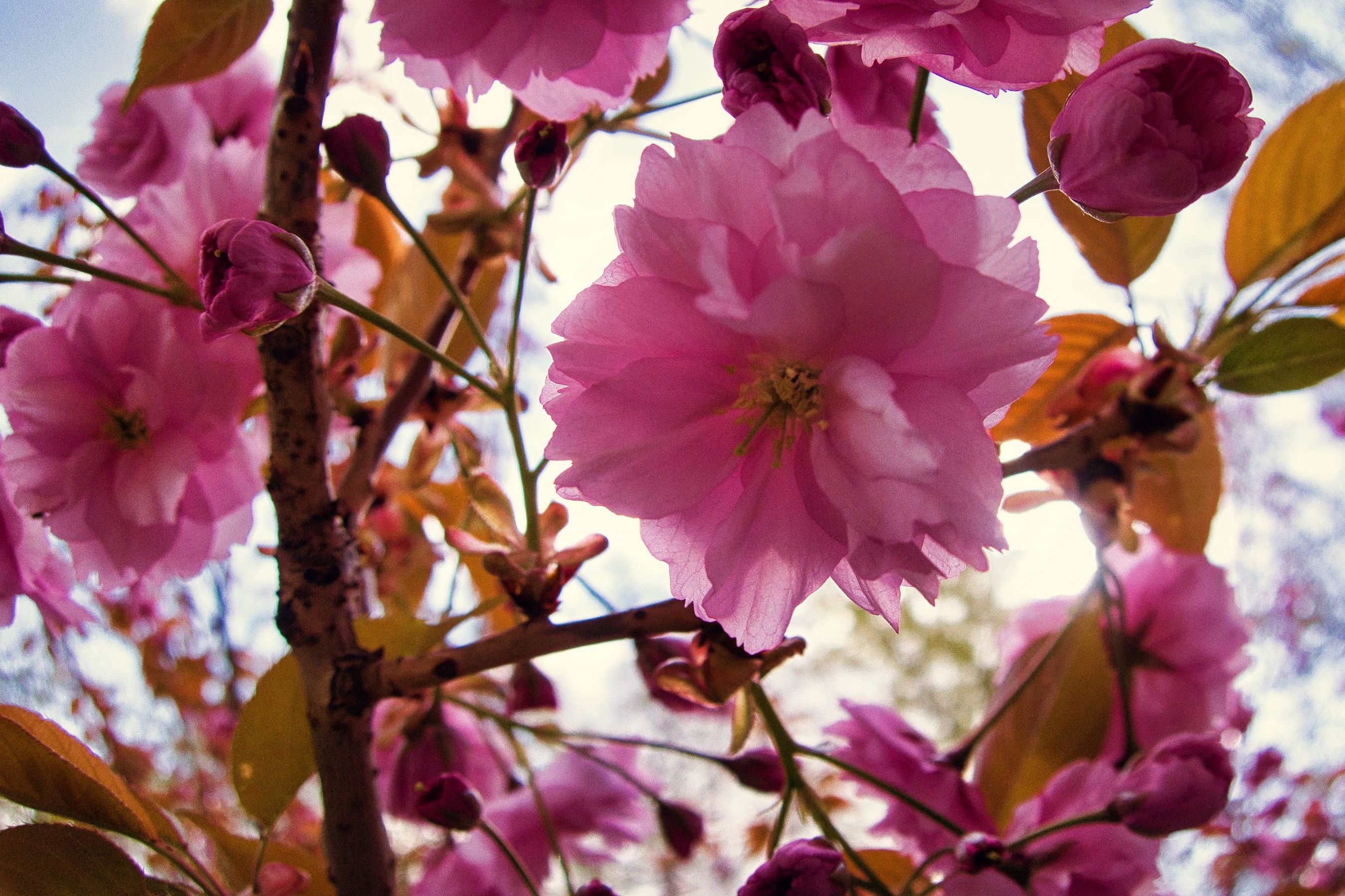 Flowers